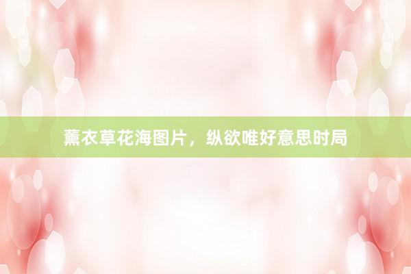 薰衣草花海图片，纵欲唯好意思时局